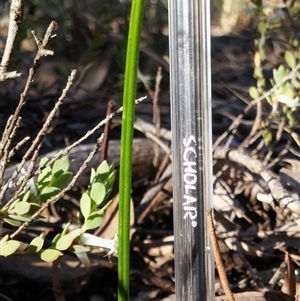 Thelymitra sp. at Point 5830 - suppressed