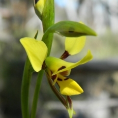 Diuris sulphurea (Tiger Orchid) at Point 3131 - 3 Nov 2016 by petaurus