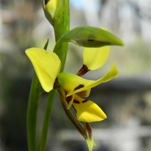 Diuris sulphurea at Point 3131 - suppressed