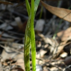 Diuris sulphurea at Point 3131 - 3 Nov 2016