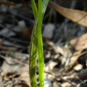 Diuris sulphurea at Point 3131 - suppressed