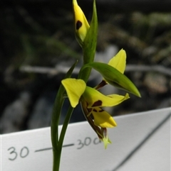 Diuris sulphurea at Point 3131 - 3 Nov 2016