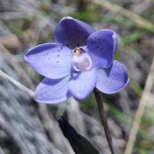 Thelymitra juncifolia at Point 5803 - suppressed