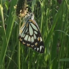 Belenois java (Caper White) at Cook, ACT - 5 Nov 2016 by EmilyS