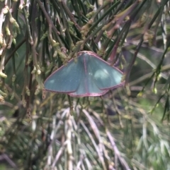 Chlorocoma undescribed species MoVsp3 (An Emerald moth) at Belconnen, ACT - 23 Oct 2016 by EmilyS