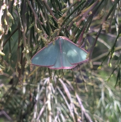 Chlorocoma undescribed species MoVsp3 (An Emerald moth) at Belconnen, ACT - 23 Oct 2016 by EmilyS