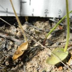 Glossodia major (Wax Lip Orchid) at Point 5803 - 4 Nov 2016 by petaurus