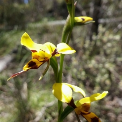 Diuris sulphurea (Tiger Orchid) at Point 5803 - 4 Nov 2016 by petaurus