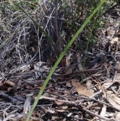 Calochilus platychilus (Purple Beard Orchid) at Point 5803 - 4 Nov 2016 by petaurus