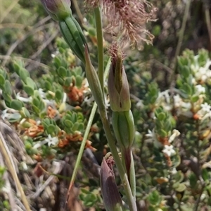 Calochilus platychilus at Point 5803 - suppressed