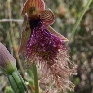 Calochilus platychilus at Point 5803 - suppressed