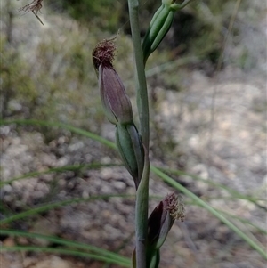 Calochilus platychilus at Point 5803 - suppressed