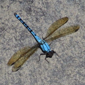 Diphlebia nymphoides at Bullen Range - 20 Dec 2014 03:24 PM