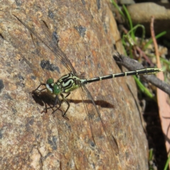 Austrogomphus guerini (Yellow-striped Hunter) at Paddys River, ACT - 22 Dec 2014 by JohnBundock