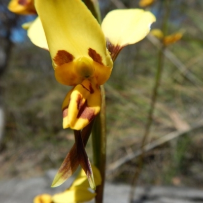 Diuris sulphurea (Tiger Orchid) at Point 25 - 5 Nov 2016 by MichaelMulvaney
