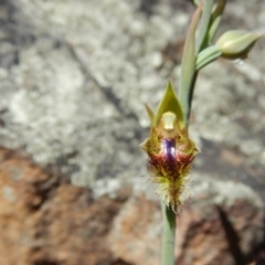 Calochilus montanus (Copper Beard Orchid) at Point 29 - 5 Nov 2016 by MichaelMulvaney