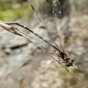 Austrolestes sp. (genus) at Acton, ACT - 5 Nov 2016