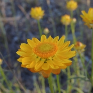 Xerochrysum viscosum at Banks, ACT - 3 Nov 2016