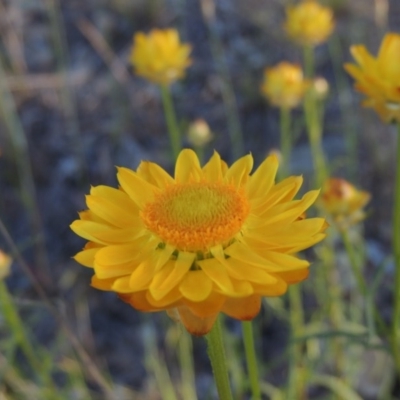 Xerochrysum viscosum (Sticky Everlasting) at Banks, ACT - 3 Nov 2016 by MichaelBedingfield