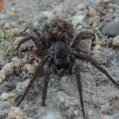 Lycosidae (family) (Wolf spider) at Tharwa, ACT - 3 Nov 2016 by MichaelBedingfield