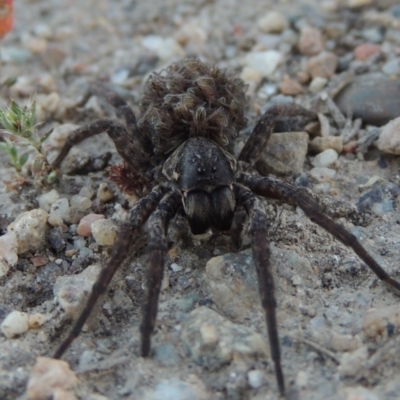 Lycosidae (family) (Unidentified wolf spider) at Tharwa, ACT - 3 Nov 2016 by michaelb