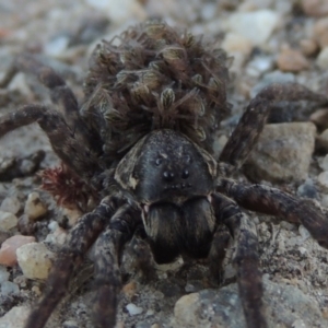 Lycosidae (family) at Tharwa, ACT - 3 Nov 2016 07:54 PM