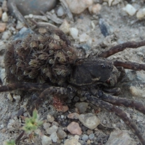 Lycosidae (family) at Tharwa, ACT - 3 Nov 2016 07:54 PM