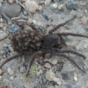 Lycosidae (family) at Tharwa, ACT - 3 Nov 2016 07:54 PM