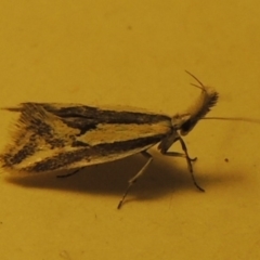 Thema macroscia (A concealer moth) at Greenway, ACT - 2 Nov 2016 by michaelb