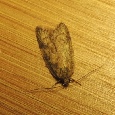 Oecophoridae (family) (Unidentified Oecophorid concealer moth) at Conder, ACT - 2 Nov 2016 by michaelb