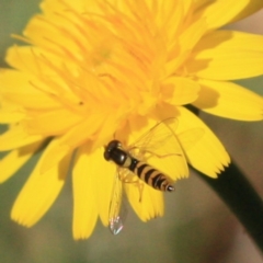 Sphaerophoria macrogaster (Hover Fly) at Tathra, NSW - 5 Nov 2016 by KerryVance