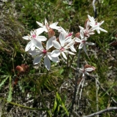 Burchardia umbellata (Milkmaids) at Mount Taylor - 5 Nov 2016 by MatthewFrawley