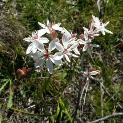 Burchardia umbellata (Milkmaids) at Kambah, ACT - 6 Nov 2016 by MatthewFrawley