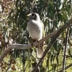 Manorina melanocephala (Noisy Miner) at Kambah, ACT - 5 Nov 2016 by MatthewFrawley