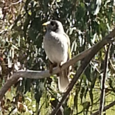 Manorina melanocephala (Noisy Miner) at Mount Taylor - 5 Nov 2016 by MatthewFrawley