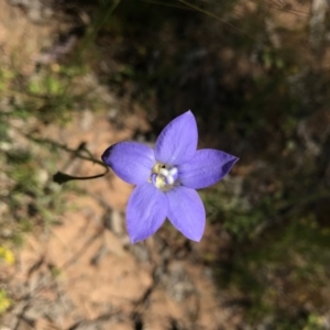 Wahlenbergia sp. at Majura, ACT - 6 Nov 2016