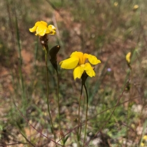 Goodenia pinnatifida at Watson, ACT - 6 Nov 2016 11:42 AM