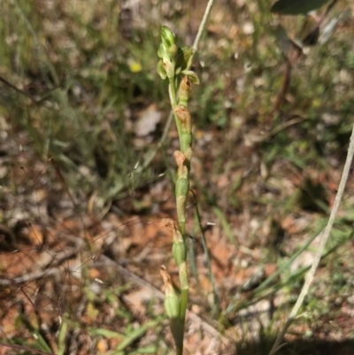 Hymenochilus sp. (A Greenhood Orchid) at Watson, ACT - 6 Nov 2016 by AaronClausen