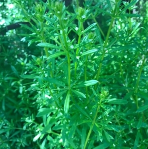 Galium aparine at Watson, ACT - 6 Nov 2016