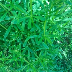 Galium aparine at Watson, ACT - 6 Nov 2016