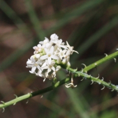 Stackhousia monogyna (Creamy Candles) at Tathra, NSW - 5 Nov 2016 by KerryVance