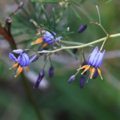 Dianella caerulea (Common Flax Lily) at Tathra, NSW - 5 Nov 2016 by KerryVance