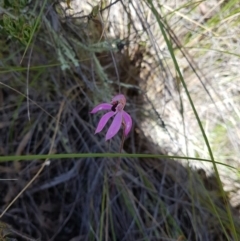 Caladenia congesta (Pink Caps) at Gilmore, ACT - 5 Nov 2016 by Lukee