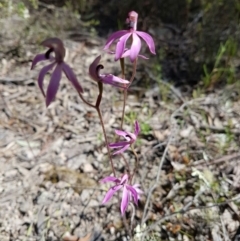 Caladenia congesta at Gilmore, ACT - 5 Nov 2016