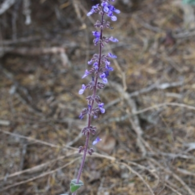 Plectranthus graveolens (Bush Basil) at Tathra, NSW - 5 Nov 2016 by KerryVance