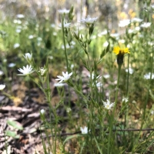 Stellaria pungens at Canberra Central, ACT - 6 Nov 2016 12:38 PM