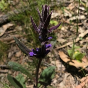 Ajuga australis at Canberra Central, ACT - 6 Nov 2016