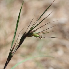 Themeda triandra (Kangaroo Grass) at Tathra, NSW - 5 Nov 2016 by KerryVance