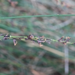 Schoenus melanostachys (Black Bog-rush) at Tathra, NSW - 5 Nov 2016 by KerryVance