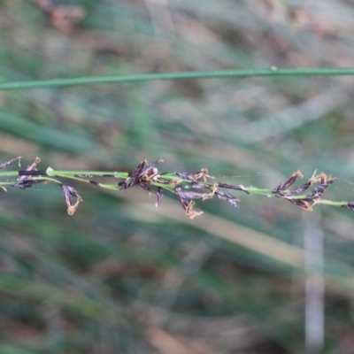 Schoenus melanostachys (Black Bog-rush) at Tathra, NSW - 5 Nov 2016 by KerryVance